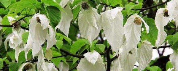 世界重点保护的珍稀濒危树种