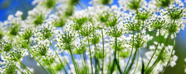 吃韭菜花的好处和坏处