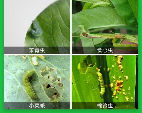 高效氯氰菊酯杀什么虫效果好
