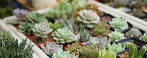 挑选仙人球的正确方法