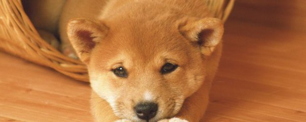 狗狗番薯吃多了会怎样