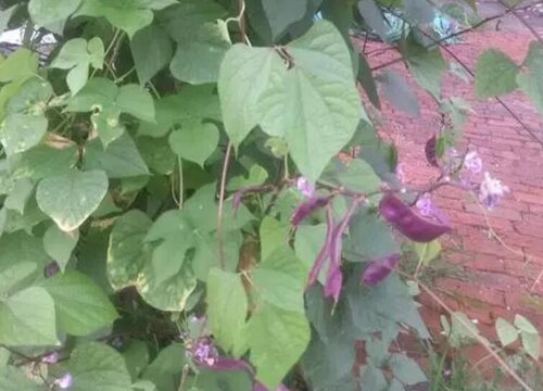 紫花饭豆种植时间和方法