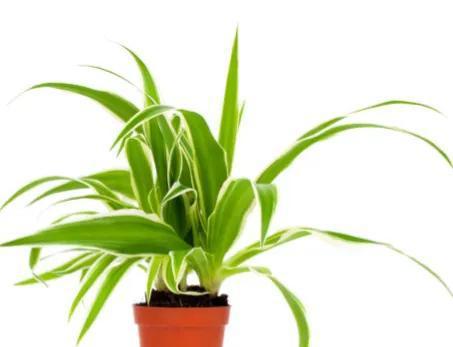 哪些绿植适合在室内养