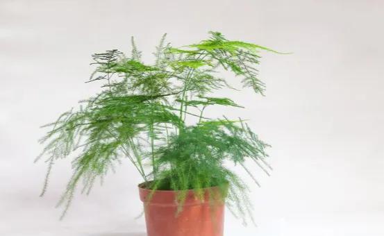 哪些绿植适合在室内养