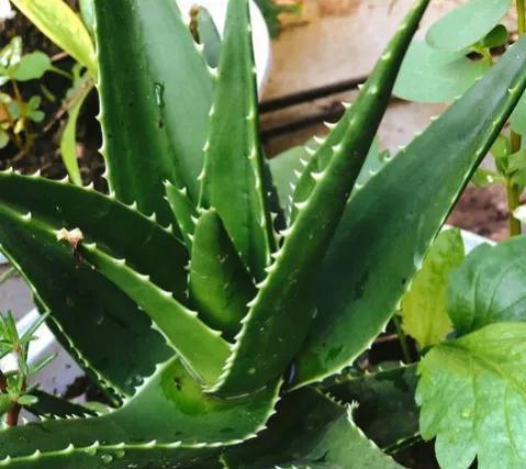 哪些绿植适合在室内养