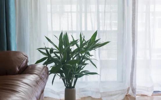 哪些绿植适合在室内养