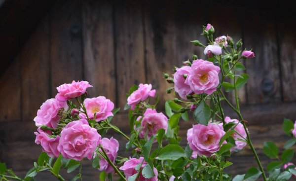 哪些绿植适合在室内养