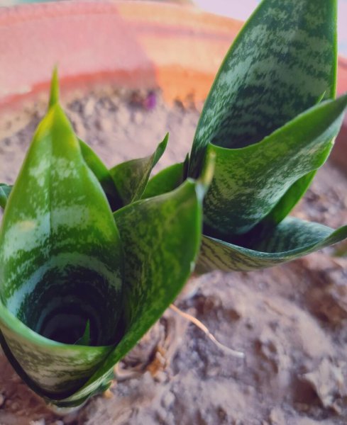 哪些绿植适合在室内养