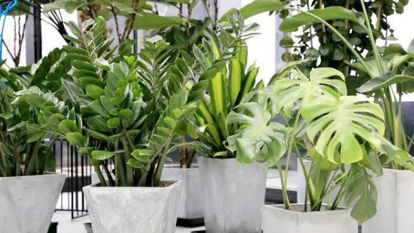 哪些绿植适合在室内养