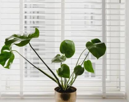 哪些绿植适合在室内养