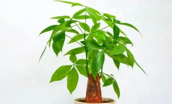 哪些绿植适合在室内养