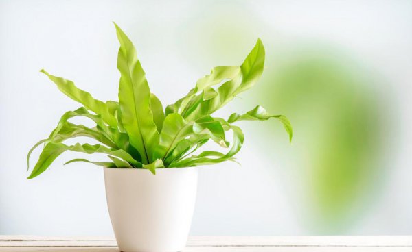 哪些绿植适合在室内养