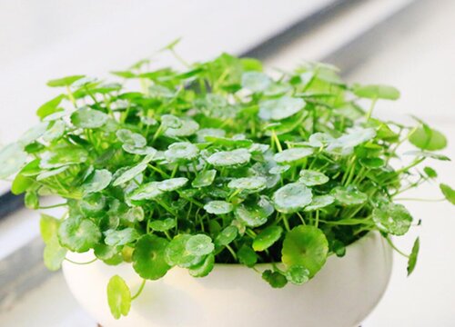 客厅适合摆放的十大植物排行