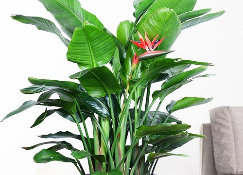 客厅适合摆放的十大植物排行