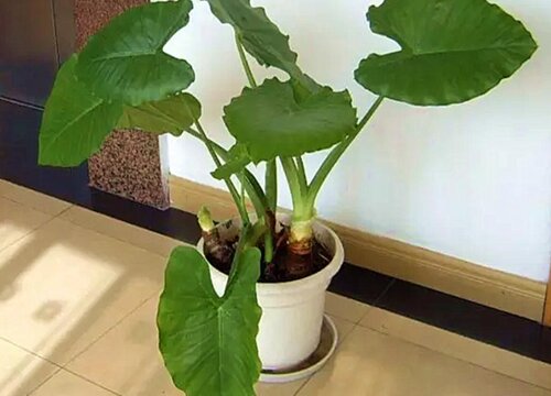 客厅适合摆放的十大植物排行