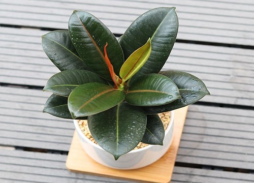 客厅适合摆放的十大植物排行