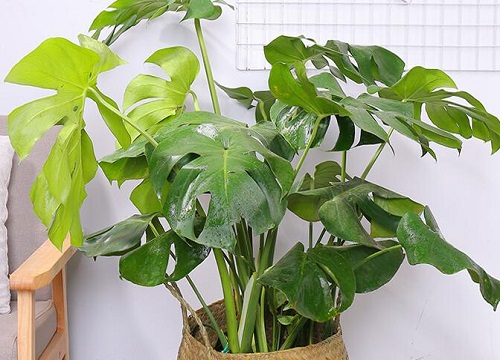 客厅适合摆放的十大植物排行