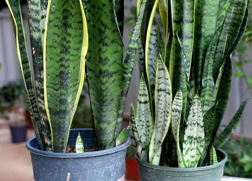 客厅适合摆放的十大植物排行