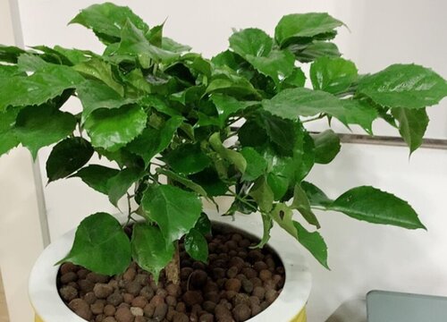 客厅适合摆放的十大植物排行