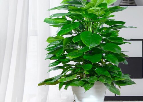 客厅适合摆放的十大植物排行