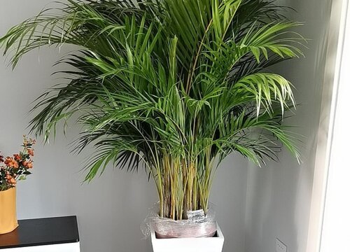 客厅适合摆放的十大植物排行