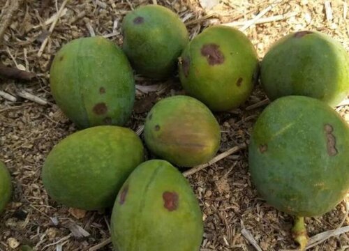 李子病虫害防治技术与方法措施