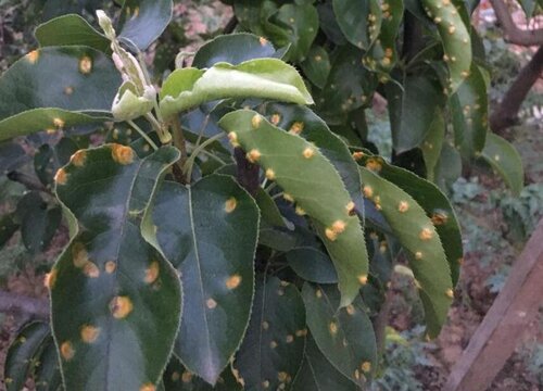 李子病虫害防治技术与方法措施