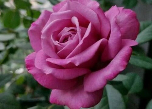 紫魂香水月季是藤本还是灌木