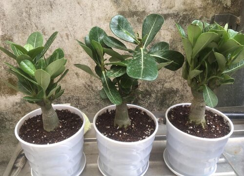 懒人植物盆栽有哪些