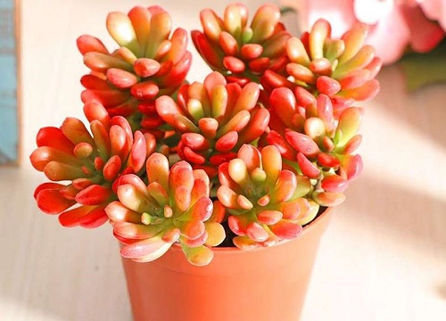 多肉根系烂了怎么处理