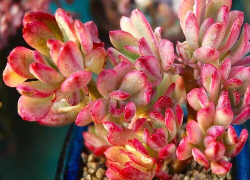 多肉根系烂了怎么处理