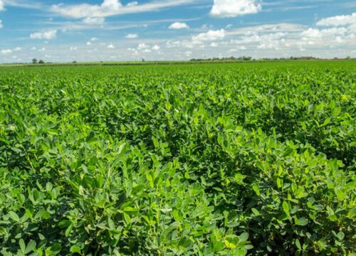 东北花生什么时候收获