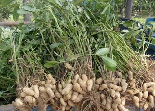 东北花生什么时候收获