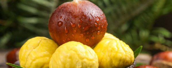 板栗什么季节种植合适