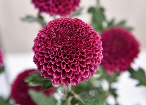 乒乓菊死了明年还能长吗