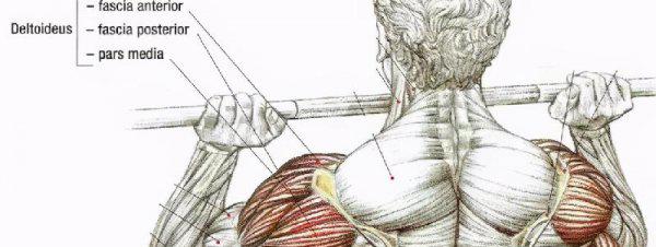 杠铃推举一般人多少kg