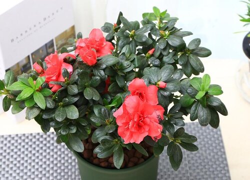 盆栽杜鹃花怎么浇水