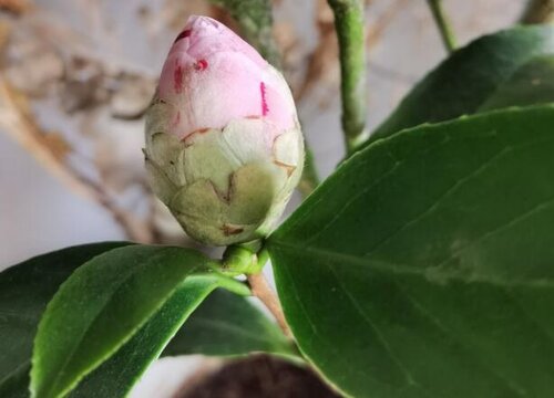 茶花不开花是怎么回事