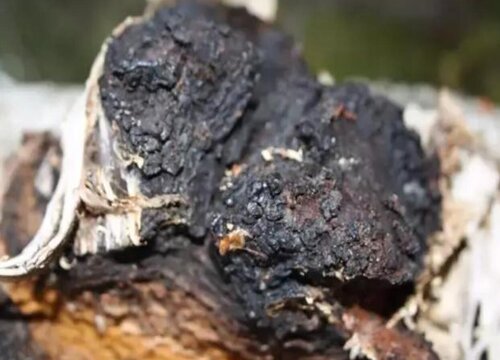 桦树茸生长在哪里