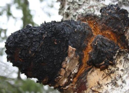 桦树茸生长在哪里