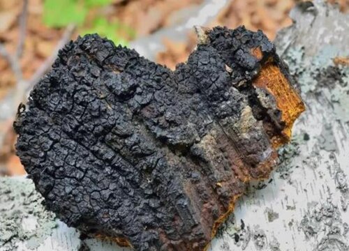 桦树茸生长在哪里