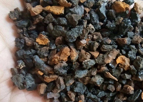 桦树茸生长在哪里