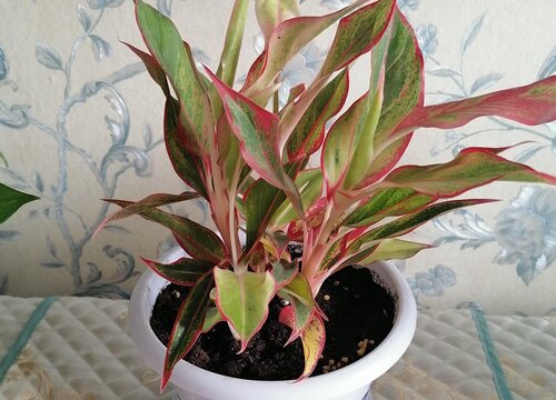 彩叶万年青会开花