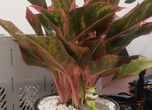 彩叶万年青会开花