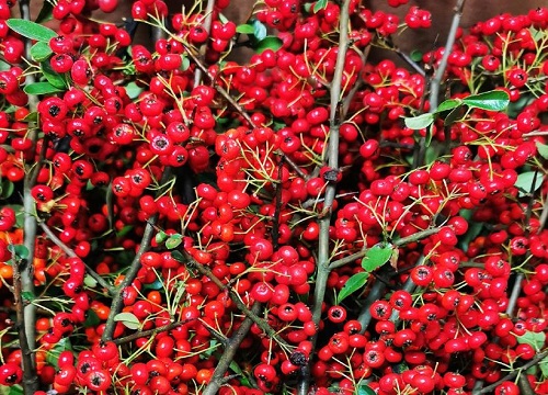 火棘扦插多久生根发芽