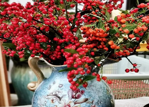 火棘扦插多久生根发芽