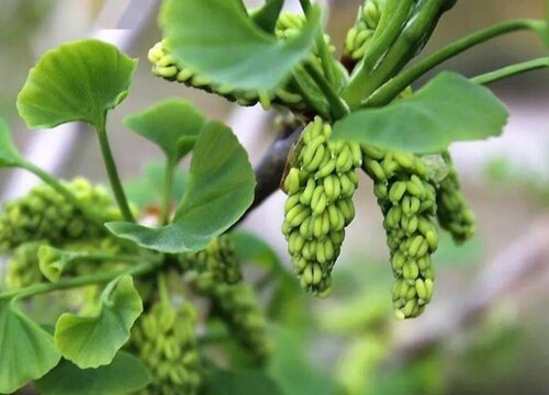 银杏树什么季节开花