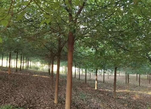 香樟树怎么繁殖