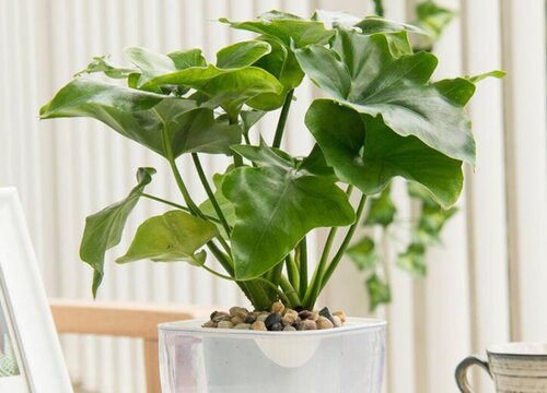 春羽能晒太阳吗