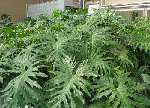 春羽能晒太阳吗